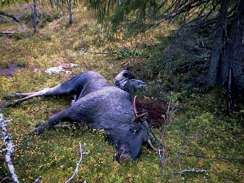 2000 Kneoksen Stakkjolen_2.jpg - Kåre felte en okse på Nedre Stakkjølen. Han vrei kneet idet han skjøt, slik at det endte med meniskoperasjon. Derfor fikk denne oksen navnet "Kneoksen"